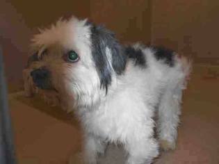 Small Parson Russell Terrier-Shih Tzu Mix