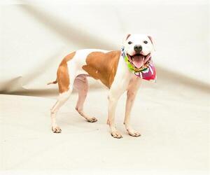 Boxer-Unknown Mix Dogs for adoption in Sanford, FL, USA