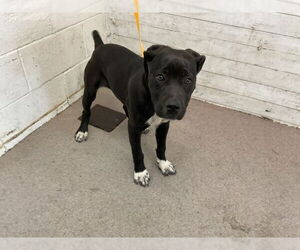 American Pit Bull Terrier Dogs for adoption in San Bernardino, CA, USA