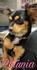 Chiranian Dogs for adoption in Toms River, NJ, USA
