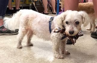 Maltese Dogs for adoption in Pawtucket, RI, USA