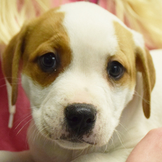 Boxador Dogs for adoption in Huntley, IL, USA