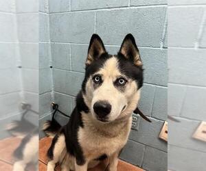 Siberian Husky-Unknown Mix Dogs for adoption in Downey, CA, USA