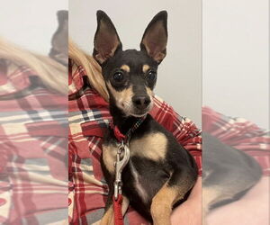 Miniature Pinscher Dogs for adoption in Fairfax, VA, USA