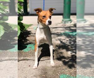 Small Jack Russell Terrier