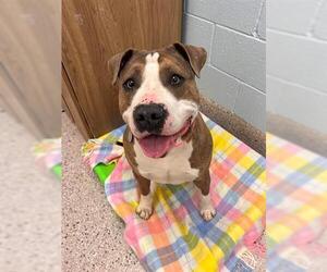 American Bulldog-Staffordshire Bull Terrier Mix Dogs for adoption in Brighton, CO, USA