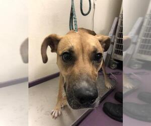 German Shepherd Dog-Unknown Mix Dogs for adoption in Long Beach, CA, USA