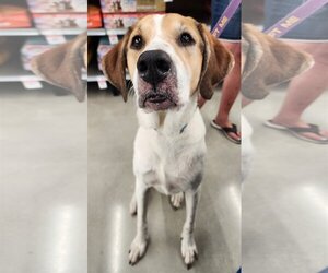 Treeing Walker Coonhound Dogs for adoption in Royal Palm Beach, FL, USA