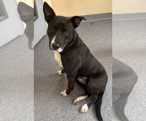 Mutt Dogs for adoption in Low Moor, VA, USA
