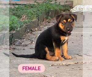 German Shepherd Dog-Unknown Mix Dogs for adoption in San Antonio, TX, USA