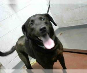 Labrador Retriever Dogs for adoption in Atlanta, GA, USA