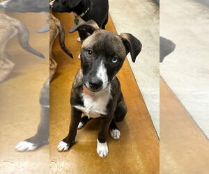 Mutt Dogs for adoption in Oak Bluffs, MA, USA