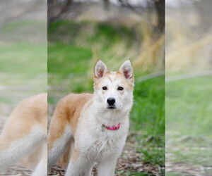 Huskies -Unknown Mix Dogs for adoption in Sandy, UT, USA