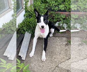 Mutt Dogs for adoption in Jackson Township, NJ, USA