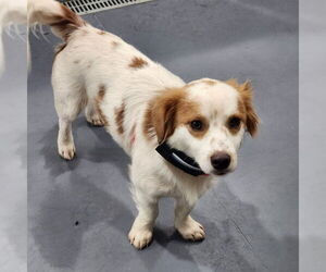 Pomeranian-Unknown Mix Dogs for adoption in Walnutport, PA, USA