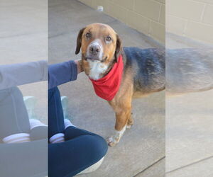 German Shepherd Dog-Unknown Mix Dogs for adoption in McKinney, TX, USA