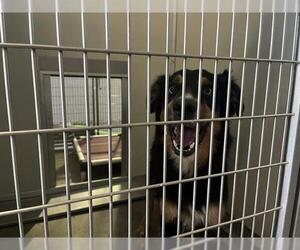 Australian Shepherd Dogs for adoption in Corona, CA, USA