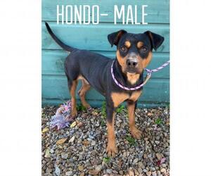 Rottweiler-Unknown Mix Dogs for adoption in Sterling, MA, USA