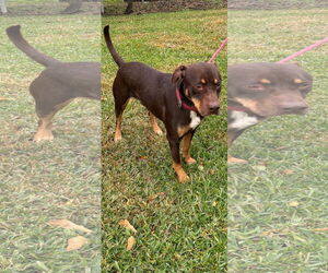 Doberman Pinscher-Labrador Retriever Mix Dogs for adoption in New Orleans, LA, USA