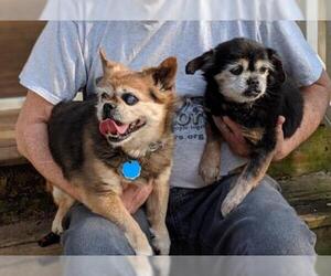 Mutt Dogs for adoption in Bealeton, VA, USA