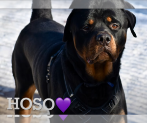 Rottweiler Dogs for adoption in Hillsboro, NH, USA