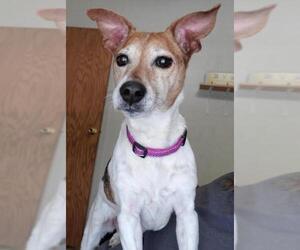 Jack Russell Terrier Dogs for adoption in Walnutport, PA, USA