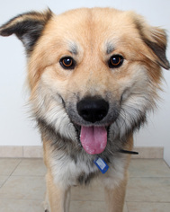 Medium Photo #1 Chow Chow-German Shepherd Dog Mix Puppy For Sale in Eden Prairie, MN, USA