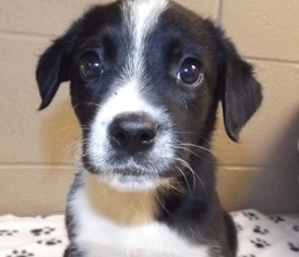 Border-Aussie Dogs for adoption in Oxford, MS, USA