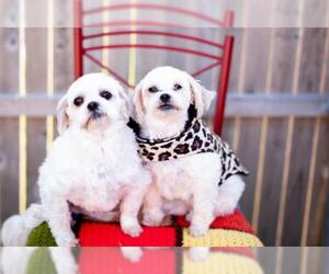 Maltese Dogs for adoption in Dallas, TX, USA