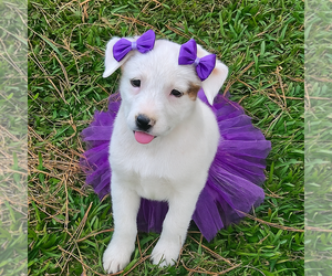 Labrador Retriever-Unknown Mix Dogs for adoption in Mt. Laurel, NJ, USA