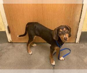 Treeing Walker Coonhound Dogs for adoption in Forestville, MD, USA