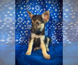 Australian Kelpie-Unknown Mix Dogs for adoption in Pleasanton, TX, USA