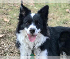 Border Collie Dogs for adoption in Radnor, PA, USA