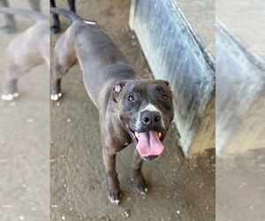 Mutt Dogs for adoption in Riverside, CA, USA