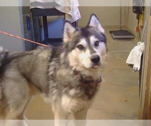 - Mix Dogs for adoption in Sacramento, CA, USA