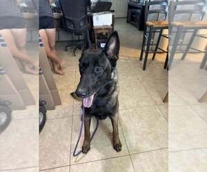 German Shepherd Dog-Unknown Mix Dogs for adoption in Imlay City, MI, USA