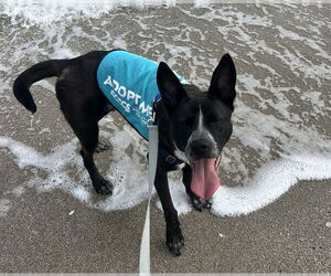 Siberian Husky-Unknown Mix Dogs for adoption in Corpus Christi, TX, USA