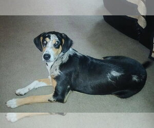 Coonhound-Unknown Mix Dogs for adoption in Monterey, VA, USA