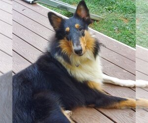 Collie Dogs for adoption in Chantilly, VA, USA