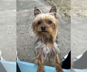 Mutt Dogs for adoption in Raleigh, NC, USA