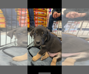 Huskies -Weimaraner Mix Dogs for adoption in Los Lunas, NM, USA