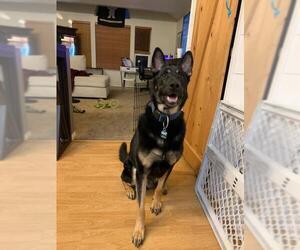 German Shepherd Dog Dogs for adoption in Boise, ID, USA