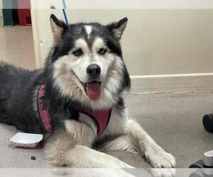 Siberian Husky Dogs for adoption in Pasadena, CA, USA