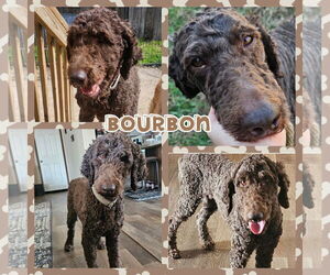 Poodle (Standard) Dogs for adoption in Blacksburg, SC, USA