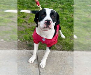 American Pit Bull Terrier-Cocker Spaniel Mix Dogs for adoption in Martinez, CA, USA