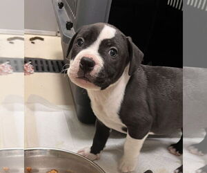 American Pit Bull Terrier-Unknown Mix Dogs for adoption in Webster, WI, USA
