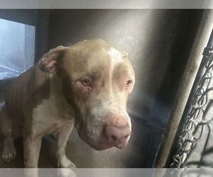 American Pit Bull Terrier Dogs for adoption in San Bernardino, CA, USA