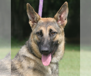 German Shepherd Dog Dogs for adoption in North Fort Myers, FL, USA