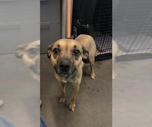 Rhodesian Ridgeback Dogs for adoption in Houston, TX, USA