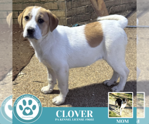 Great Pyrenees-Unknown Mix Dogs for adoption in Kimberton, PA, USA